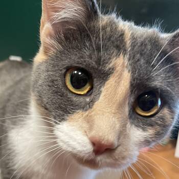 Wavy Gravy -  Domestic Short Hair Cat for Adoption in Fair Haven, Vermont - Wavy Gravy | PetCurious