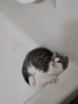 Snowflake -  Domestic Short Hair Cat for Adoption in Fort Collins, Colorado - Snowflake | PetCurious