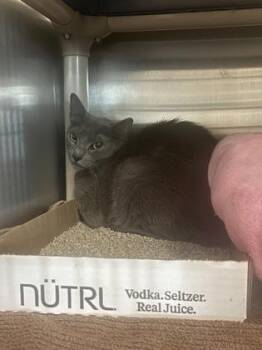 Domestic Medium Hair and Domestic Short Hair Cats Available for Adoption - Poof | PetCurious