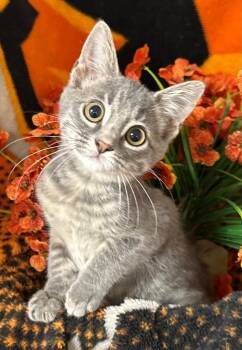 7/20/26 Chia -  Domestic Short Hair Cat for Adoption in Stillwater, Oklahoma - 7/20/26 Chia | PetCurious