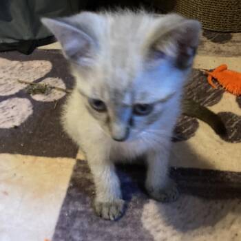 Avyral JA -  Siamese Cat for Adoption in Tallahassee, Florida - Avyral JA | PetCurious