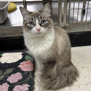 Ragdoll and Siamese Cats Available for Adoption - Winter | PetCurious