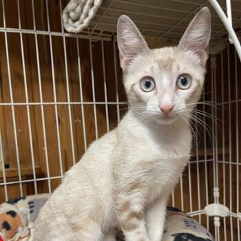 Kayali -  Siamese Cat for Adoption in Warren, New Jersey - Kayali | PetCurious