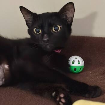 Molly -  Domestic Short Hair Cat for Adoption in Victor, New York - Molly | PetCurious