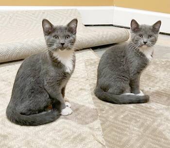 Ginger & Mary Ann -  Domestic Short Hair Cat for Adoption in Parkville, Missouri - Ginger & Mary Ann | PetCurious