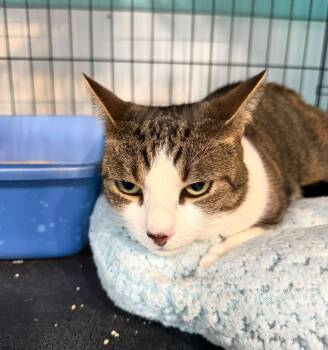 Sia -  Domestic Short Hair Cat for Adoption - Sia | PetCurious