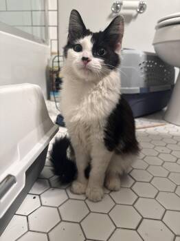 Domino -  Domestic Long Hair Cat for Adoption in Dublin, Ohio - Domino | PetCurious