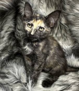 Tortoiseshell Cats Available for Adoption in San Diego, California - Carne Oreda | PetCurious