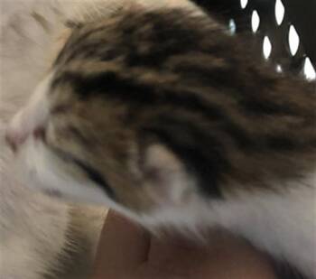 Domestic Short Hair Cats Available for Adoption in Houston, Texas - A655735 | PetCurious