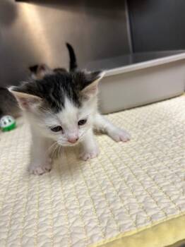 Domestic Short Hair Cats Available for Adoption in Mineral, Virginia - Rover | PetCurious