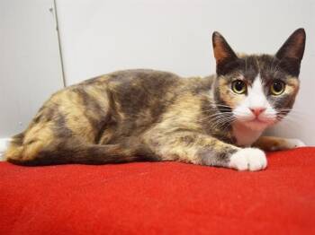 AMITY -  Domestic Short Hair Cat for Adoption in Sacramento, California - AMITY | PetCurious
