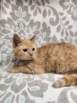 Rescue American Shorthair Cats for Adoption in Frederick, Maryland - Raja | PetCurious