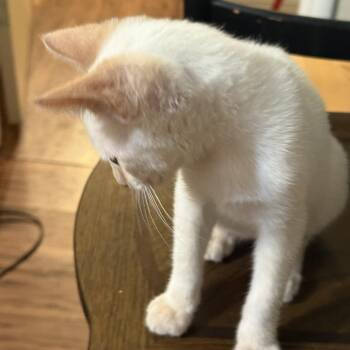 Snowman -  Applehead Siamese Cat for Adoption in Mission Viejo, California - Snowman | PetCurious