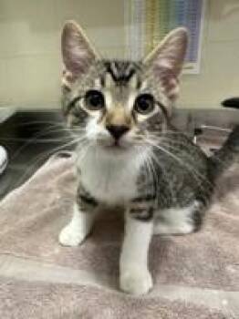 Toucan -  Domestic Short Hair Cat for Adoption in Manitowoc, Wisconsin - Toucan | PetCurious