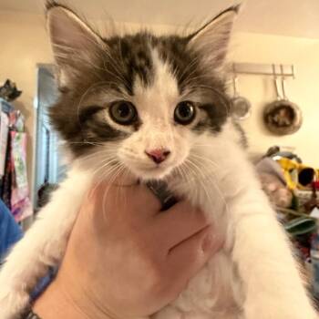 Selina -  Domestic Medium Hair Cat Available for Adoption in Silver Spring, Maryland - Selina | PetCurious