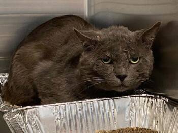 SLUGGER -  Domestic Short Hair Cat for Adoption in Tustin, California - SLUGGER | PetCurious