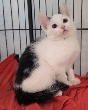 Berlioz -  Domestic Short Hair Cat for Adoption in Novato, California - Berlioz | PetCurious