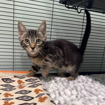John Deere -  Domestic Short Hair Cat for Adoption in Chico, California - John Deere | PetCurious