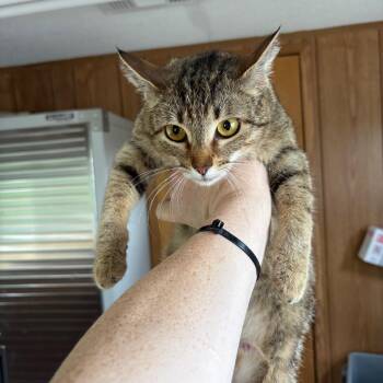 Domestic Short Hair Cats Available for Adoption - Rosey Posey | PetCurious