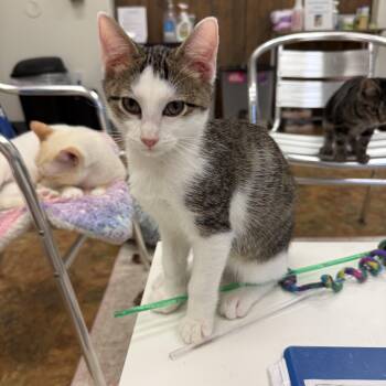 Alesso -  Domestic Short Hair Cat for Adoption in Miami Beach, Florida - Alesso | PetCurious