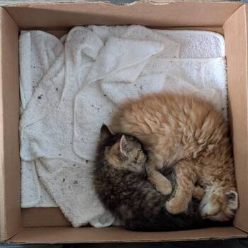 Ginger -  Domestic Medium Hair Cat for Adoption in Walker, Michigan - Ginger | PetCurious