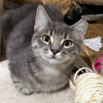 Wilbur -  Domestic Short Hair Cat Available for Adoption in Piedmont, California - Wilbur | PetCurious