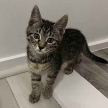 Jupiter -  Domestic Short Hair Cat for Adoption in Renton, Washington - Jupiter | PetCurious