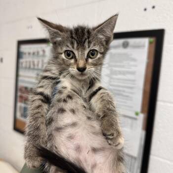 Esther -  Domestic Short Hair Cat Available for Adoption in Edinburg, Texas - Esther | PetCurious