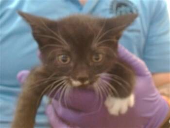 Domestic Short Hair Cats Available for Adoption in Doral, Florida - ALITA | PetCurious