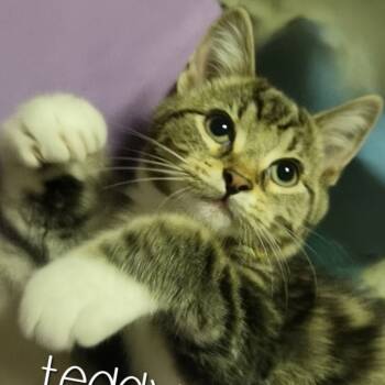 Rescue Domestic Short Hair Cats for Adoption in Evansville, Indiana - Teddy | PetCurious
