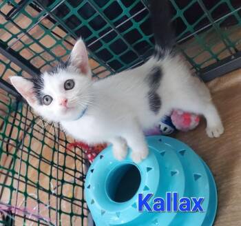 Kallax -  Domestic Short Hair Cat for Adoption in Cincinnati, Ohio - Kallax | PetCurious