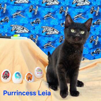 Domestic Short Hair Cats Available for Adoption - Purrincess Leia | PetCurious