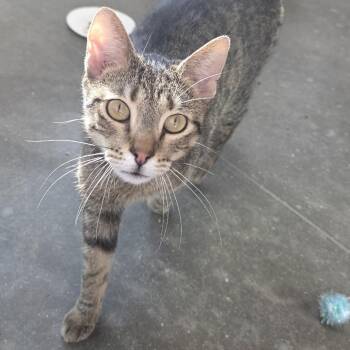 Reef -  Domestic Short Hair Cat Available for Adoption in Fort Wayne, Indiana - Reef | PetCurious