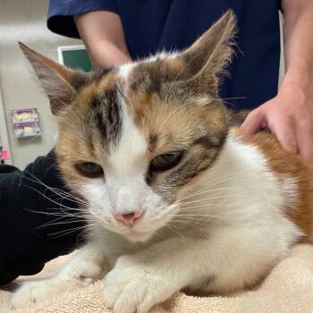 Sunshine -  Domestic Short Hair Cat for Adoption in Reno, Nevada - Sunshine | PetCurious