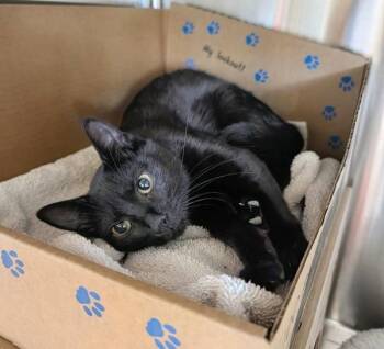 Chesterfield -  Domestic Short Hair Cat for Adoption in Sechelt, British Columbia - Chesterfield | PetCurious