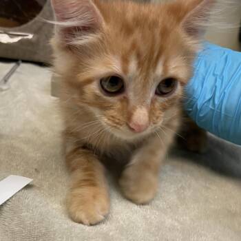 Jenga -  Domestic Short Hair Cat for Adoption in Pasadena, California - Jenga | PetCurious