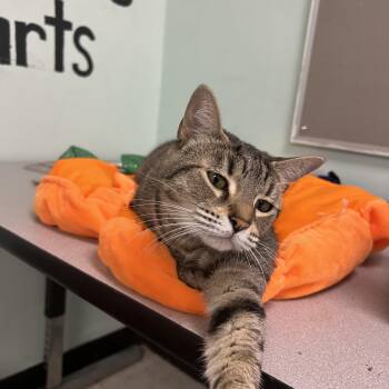 Toff -  Domestic Short Hair and Tabby Cat for Adoption in Homestead, Florida - Toff | PetCurious