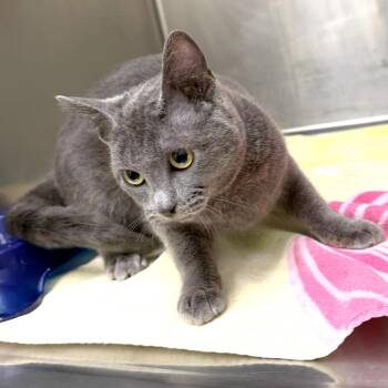 Gracie -  Domestic Short Hair Cat for Adoption in Warrensburg, Missouri - Gracie | PetCurious