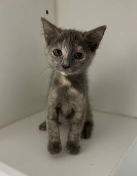 Elaina -  Domestic Short Hair Cat for Adoption in Rochester, Indiana - Elaina | PetCurious