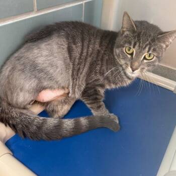 Ash -  Domestic Short Hair Cat for Adoption in Chicago, Illinois - Ash | PetCurious