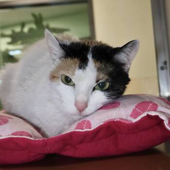 Calico and Domestic Short Hair Cats Available for Adoption - Princess | PetCurious
