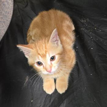 Cheerio -  Domestic Short Hair Cat for Adoption in Birmingham, Alabama - Cheerio | PetCurious