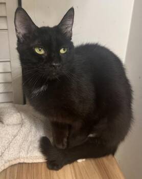 Oriole -  Domestic Short Hair Cat for Adoption in Wilkesboro, North Carolina - Oriole | PetCurious