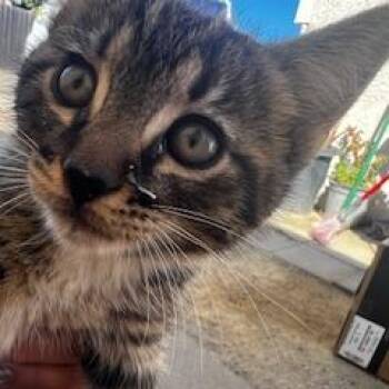 Milky way -  Domestic Long Hair Cat for Adoption in Buellton, California - Milky Way | PetCurious