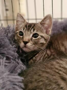 Rescue Tabby Cats for Adoption in Charlotte, North Carolina - Mango | PetCurious