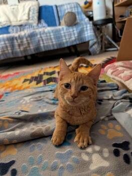 Domestic Short Hair Cats Available for Adoption - Oakland | PetCurious