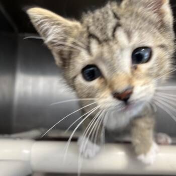 Nugget -  Domestic Short Hair Cat for Adoption in Fort Wayne, Indiana - Nugget | PetCurious