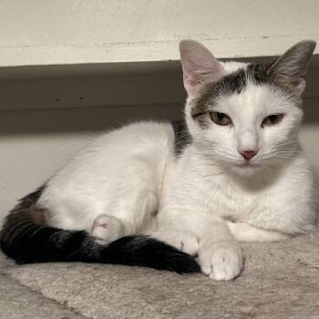 Domestic Short Hair Cats Available for Adoption - Domino  | PetCurious