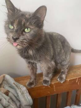 Rescue Domestic Medium Hair Cats for Adoption in Farmington Hills, Michigan - Truffle | PetCurious