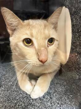 Butternut -  Domestic Short Hair Cat for Adoption in Nashville, Tennessee - Butternut | PetCurious